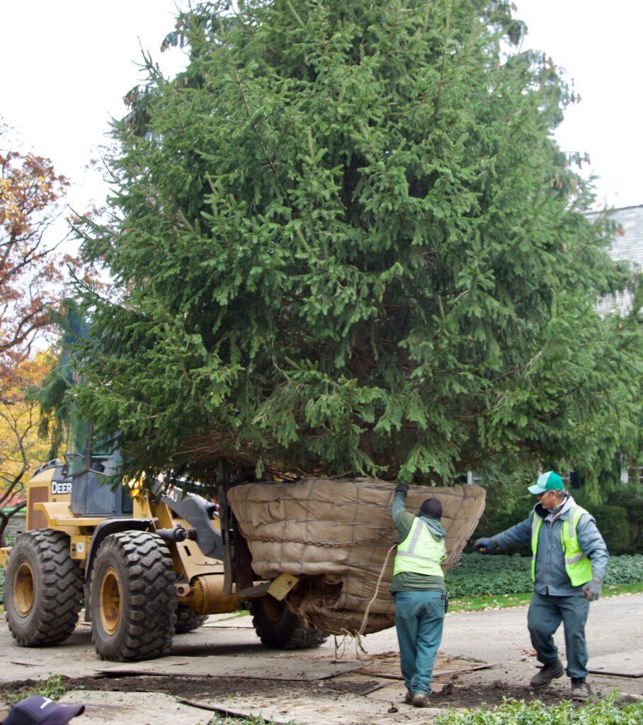 Workers using a loader expertly transport a large, wrapped evergreen tree, showcasing the precision and skill central to commercial landscape construction.